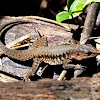 Barred Whiptail