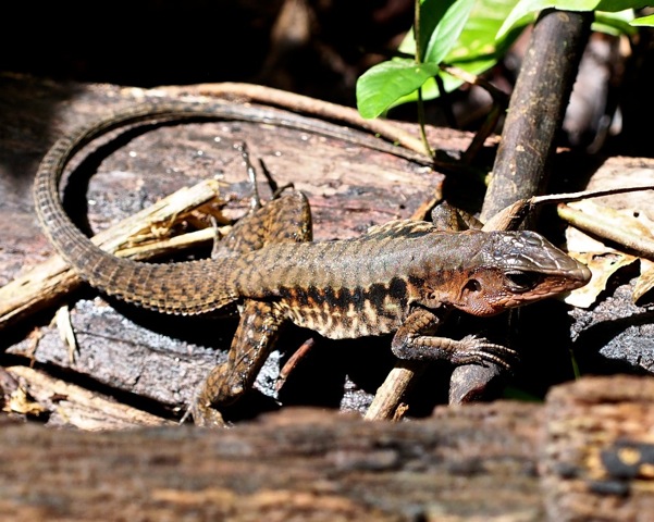 Barred Whiptail