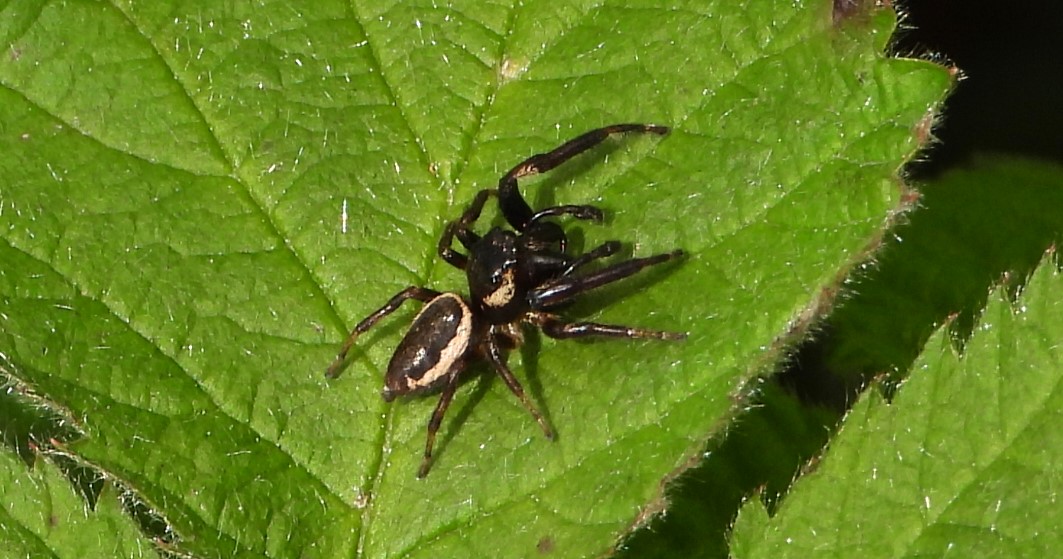 Bronze lake jumper (male)