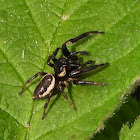 Bronze lake jumper (male)