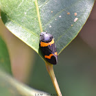 Froghopper