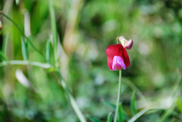 Orchidea selvaggia... di Salvatore Gulino