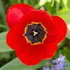 Red Tulip