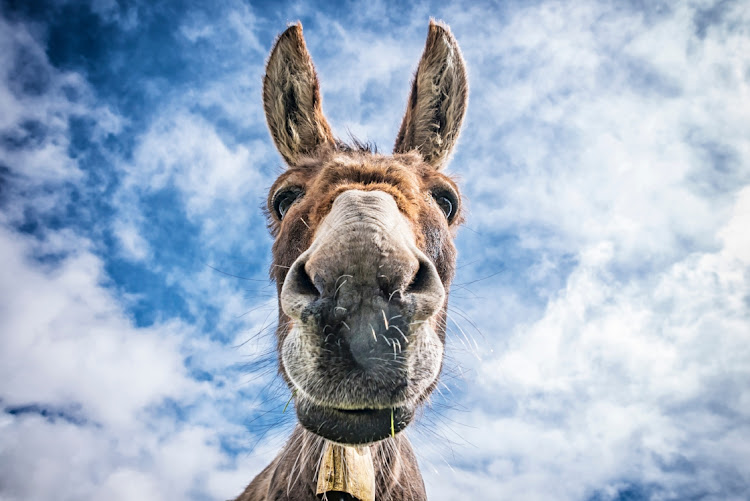 People invested money to 'purchase' animals such as geese, snakes and donkeys. Stock photo.