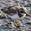 Ringed Plover