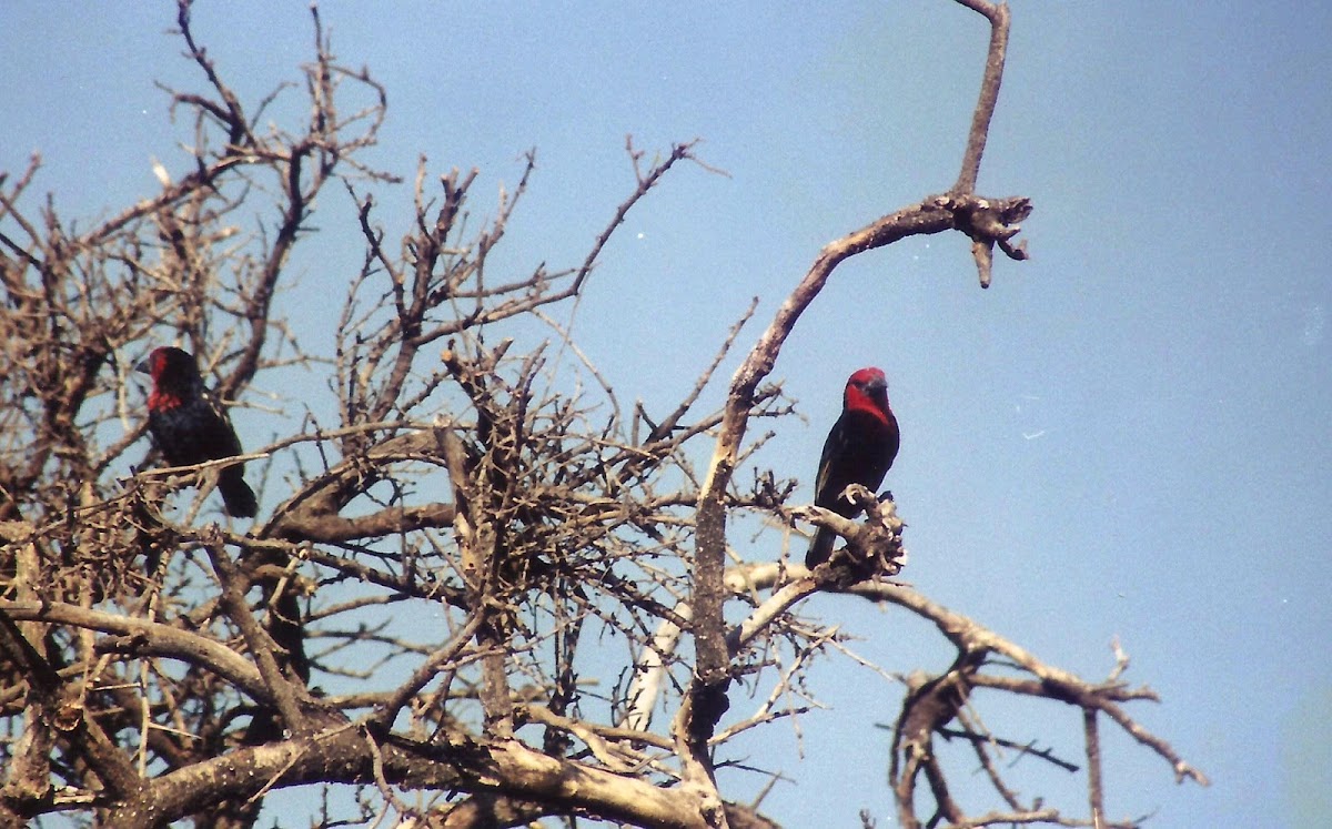 Black-billed Barbet