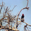 Black-billed Barbet