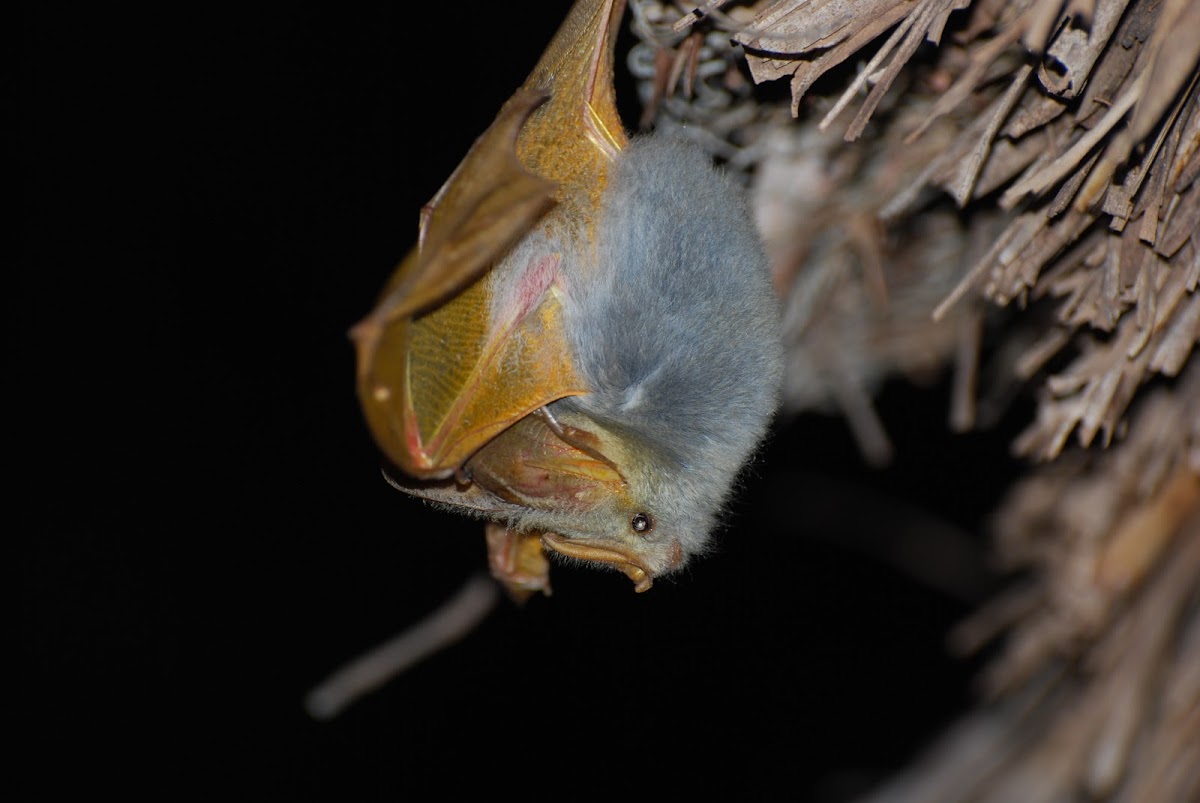 Yellow-winged Bat