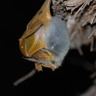 Yellow-winged Bat