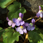 Ivy-leaved Toadflax