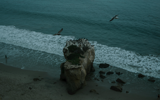 Seabirds Above Coastal Rock screenshot 1