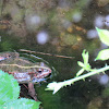 Marsh Frog