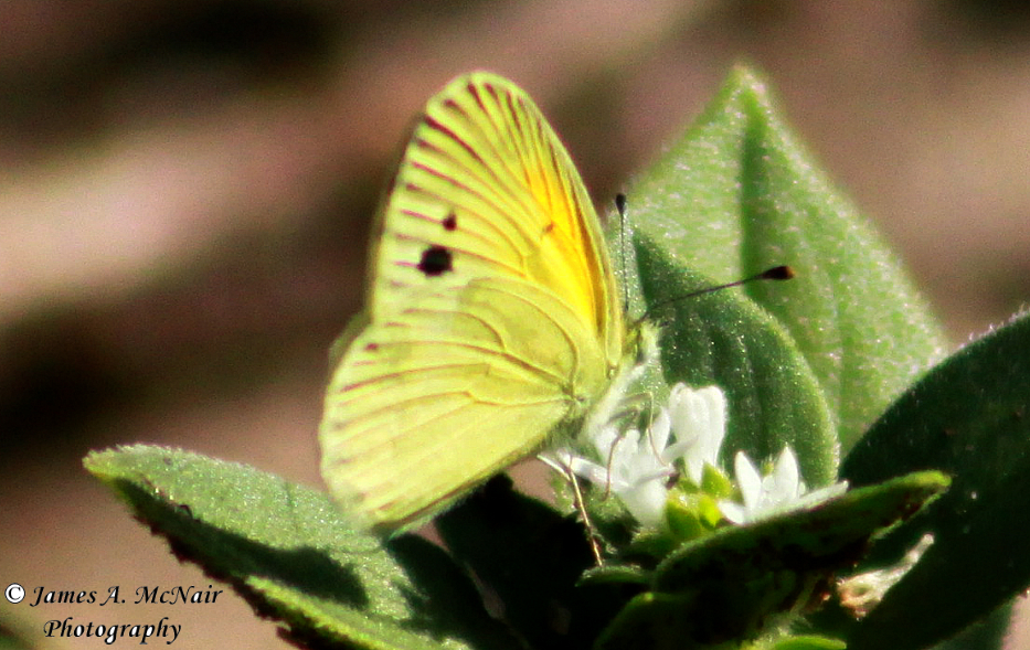 Dainty Sulphur Butterfly