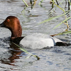 Pochard; Porrón Común