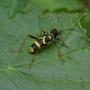 Wasp beetle