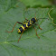 Wasp beetle