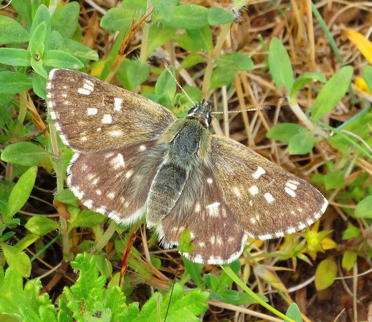 Tesselated Skipper