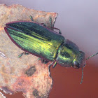 Jewel beetle