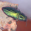 Jewel beetle