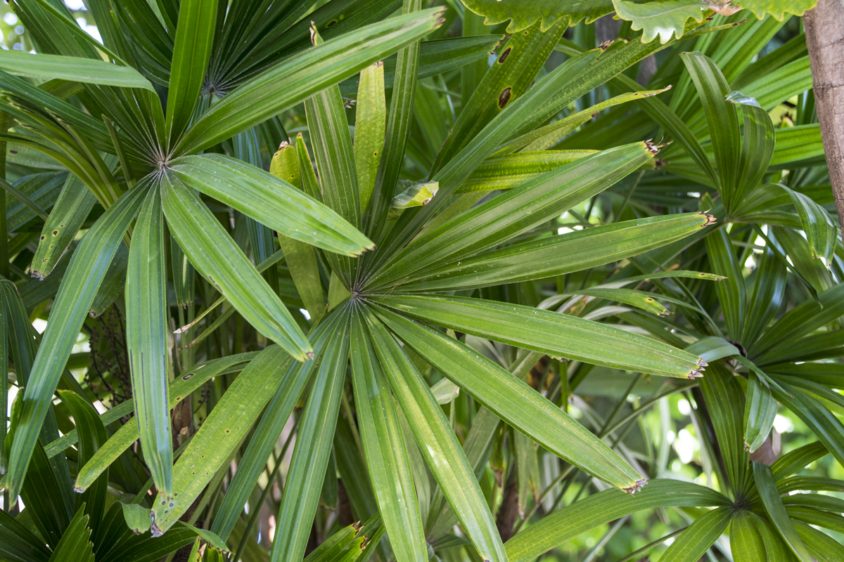 Lady Palm