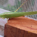 Bush Cricket