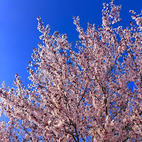 Rosa è primavera  di 