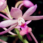 Forest-Dwelling Calanthe