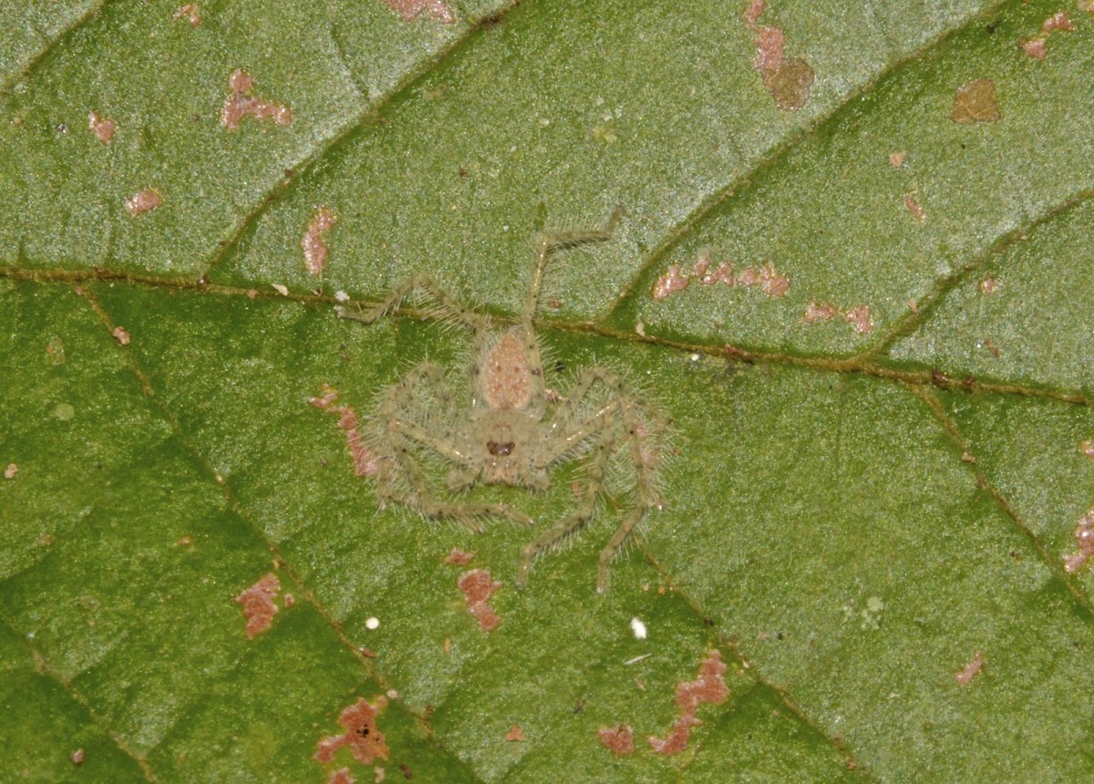 Huntsman Spider