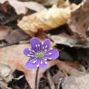 Round-lobed Hepatica