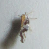 Delphacid Planthopper