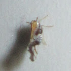 Delphacid Planthopper