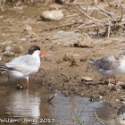 Common Tern; Charrán Común