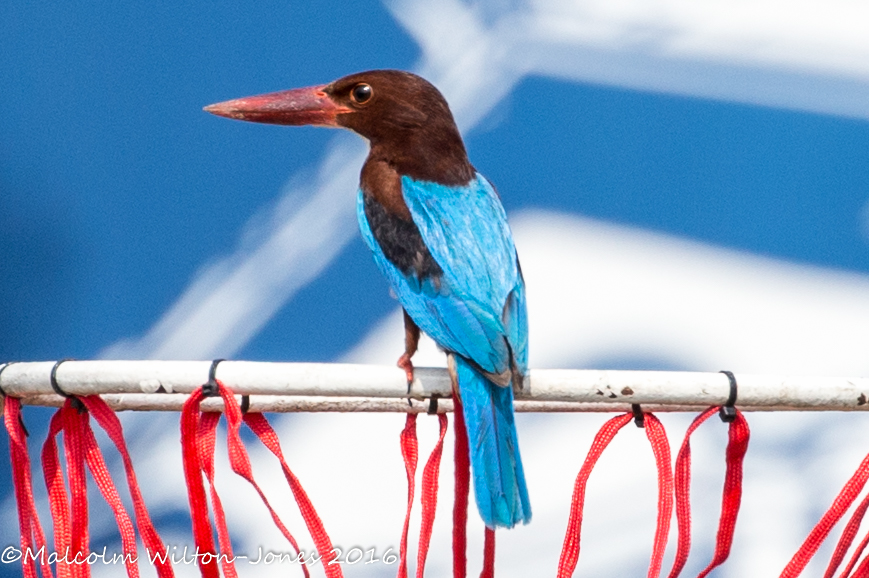 White-throated Kingfisher