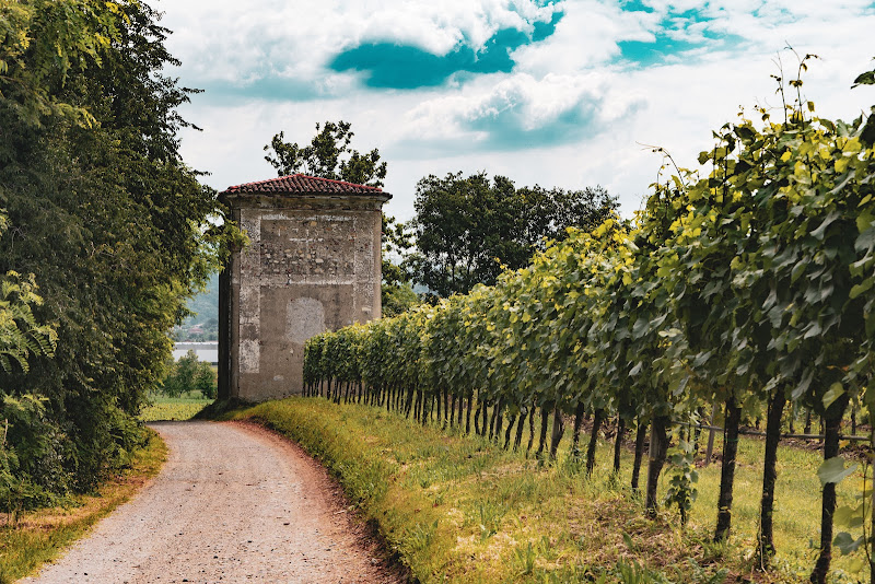 Summer in the Vineyard  di _Eli_