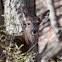 White-tailed Deer