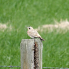 Horned Lark