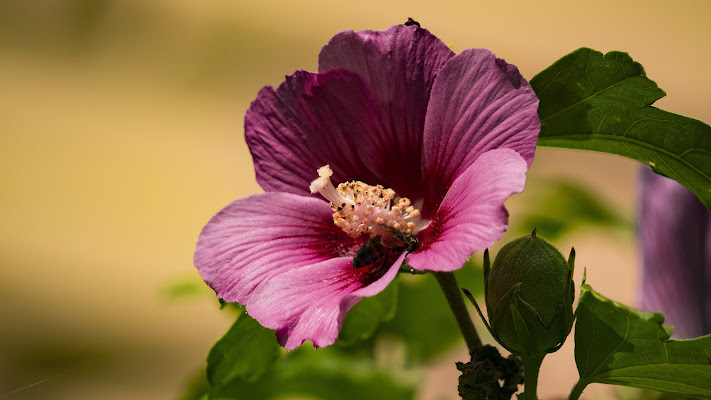 Flower and Bee in a Garden di giorgia_cocco