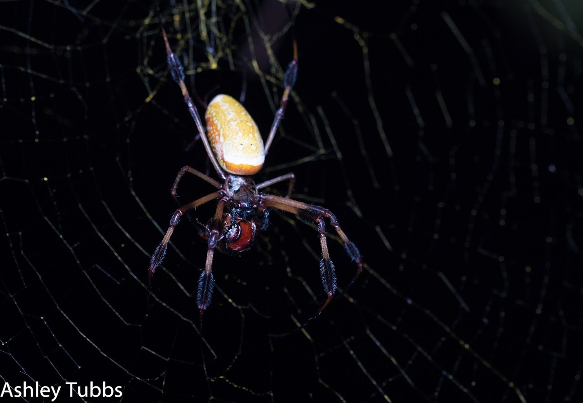 Golden Silk Spider