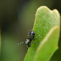 Metallic Jumper, Colorful Jumping Spider