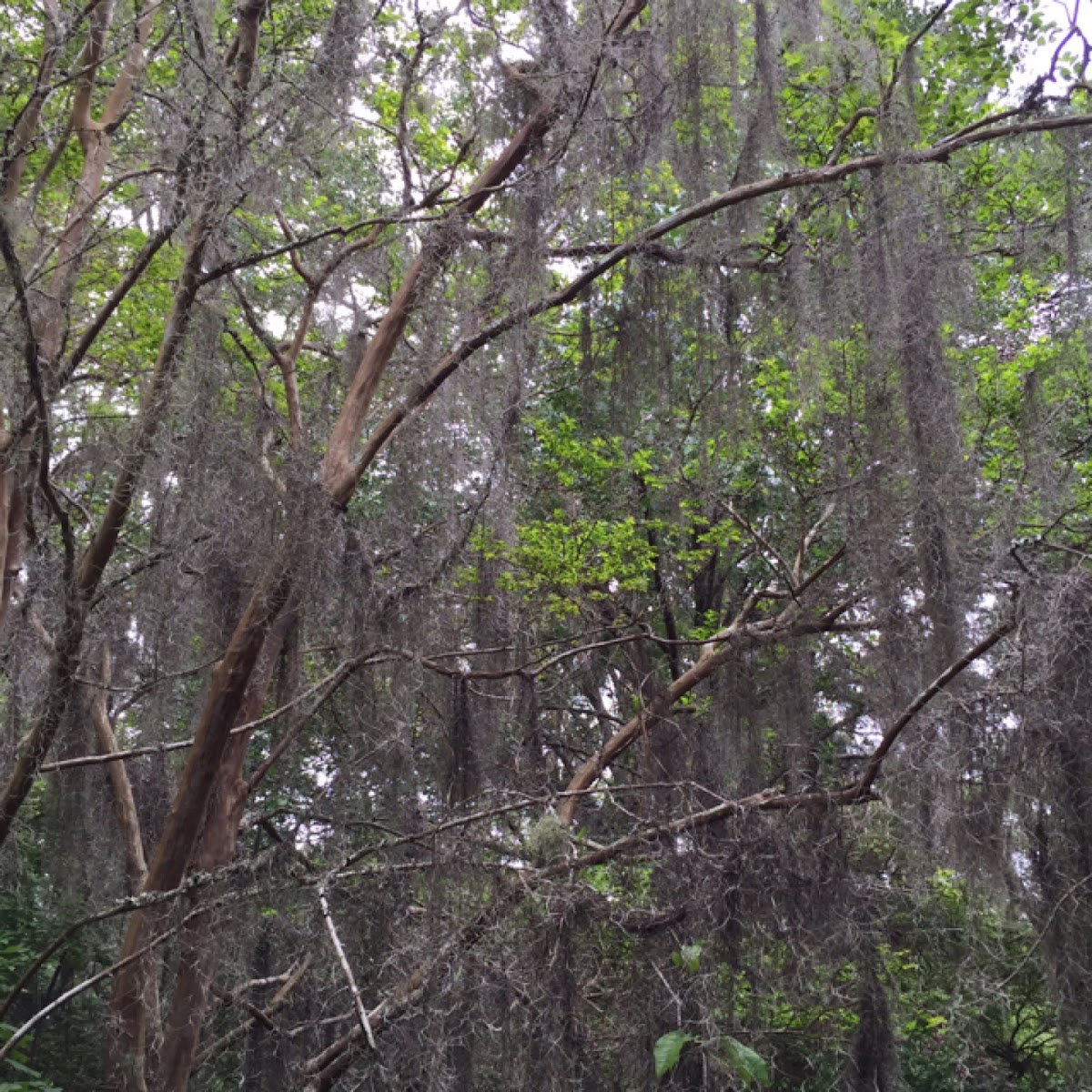 Spanish moss