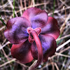 Purple Pitcher Plant