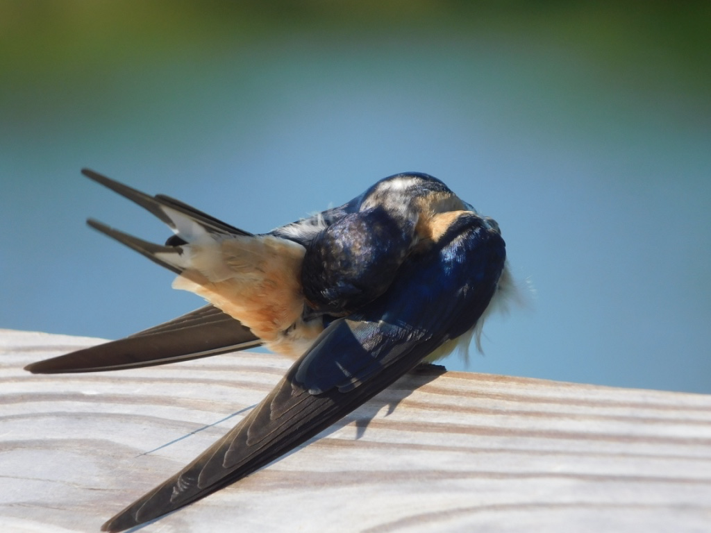 Barn swallow