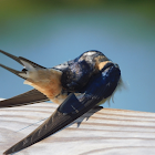 Barn swallow