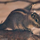 Swinhoe's Striped Squirrel