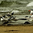 Royal Tern