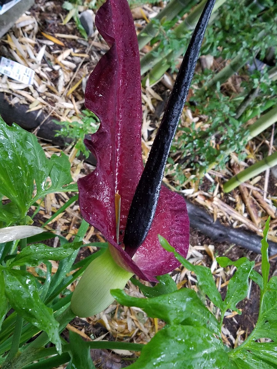 Dragon Arum