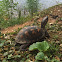 Eastern Box Turtle