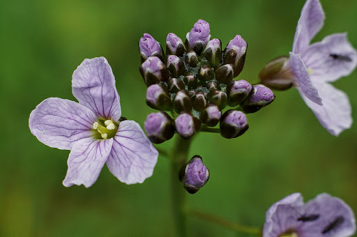 Cardamine pratensis