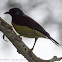 Brown-throated Sunbird