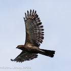 Wallace's Hawk Eagle